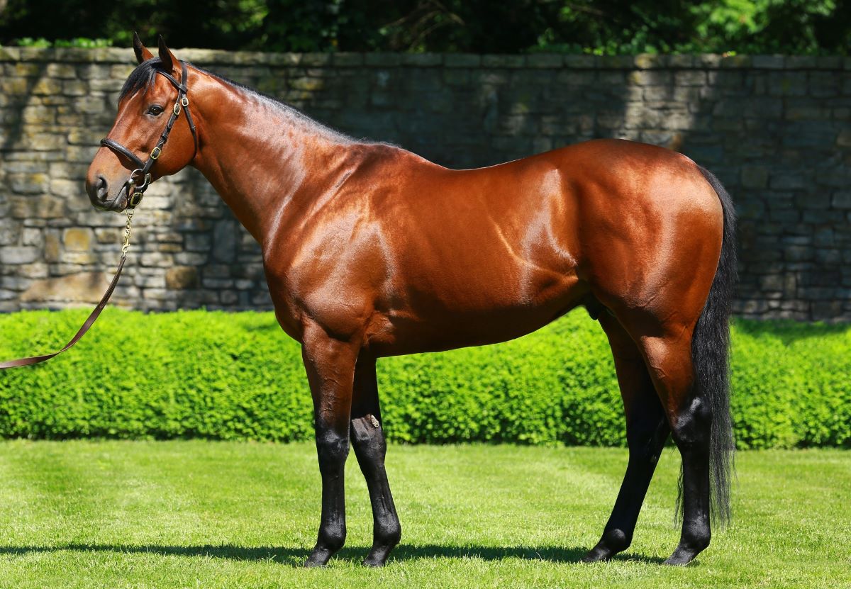 American Pharoah-Breeding