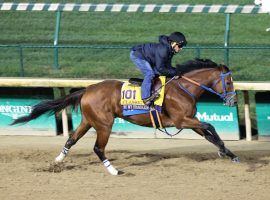 By My Standards seeks his first Grade 1 victory in the $500,000 Clark Stakes. He is the 4/1 second favorite. (Image: Coady Photography/Churchill Downs)