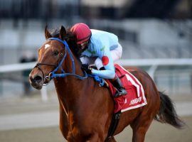 Capo Kane and his 7/1 odds went gate-to-wire en route to the Jerome Stakes title. It put Capo Kane on the Kentucky Derby Trail. (Image: Chelsea Durand/NYRA)