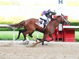 Ce Ce's nose victory in the Apple Blossom two years ago was her first Grade 1 score. She is the 3/1 second choice in Saturday's Grade 2 Azeri Stakes at Oaklawn Park. (Image: Coady Photography)