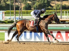 Cezanne runs for the third time in 11 months in Saturday's Grade 2 San Carlos Stakes at Santa Anita Park. (Image: Benoit Photo)