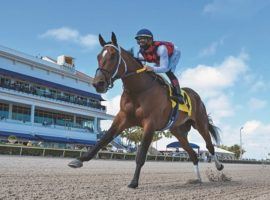 Collaborate returned to the form that brought him this 12 /12-length maiden win in February last Sunday. He won a Gulfstream Park allowance by 5 1/4 lengths. (Image: Coglianese Photo)