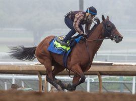 Concert Tour seeks a return to the form he showed last spring at Santa Anita Park. He finished last in his first race in eight months. (Image: Zoe Metz)