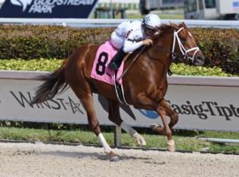 Dean's List stretches out from six furlongs to a mile at 7/2 on the morning line in the Grade 3 Gotham Saturday at Aqueduct. (Image: Coglianese Photos/Ryan Thompson)