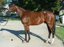 Decorated Invader owns four stakes victories on four different tracks. He leads the field in the Grade 2 Hill Prince Sunday at Belmont Park. (Image: West Point Thoroughbreds)