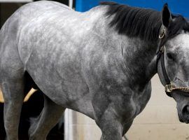 Essential Quality gives Eclipse Award-winning trainer Brad Cox a wonderful opportunity to win his first Triple Crown race. He's the 2/1 morning-line favorite for Saturday's Belmont Stakes. (Image: Charlie Riedel/AP Photo)