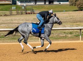 Undefeated Essential Quality makes his 3-year-old debut in Saturday's Southwest Stakes at Oaklawn Park. He's the 3/2 favorite in the Grade 3 Kentucky Derby prep.  (Image: Oaklawn Park)