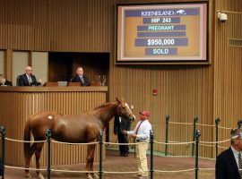 Expo Gold, in foal to multiple Grade 1 winner Catholic Boy, sold for $950,000. She is better known as the dam of Preakness Stakes champion Swiss Skydiver. (Image: Keeneland)