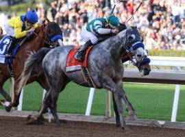 At age 7, Gift Box is one of the most dominant older horses in the country. He'll try to be the fifth horse to win multiple Santa Anita Handicaps Saturday. (Image: OG News)