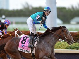 After Jose Ortiz pointed the way to a stretch victory in the Fountain of Youth, Greatest Honour reached his lowest Kentucky Derby odds mark to date. He's 7/1 at Circa Sports, 5/1 at William Hill Nevada. (Image: Lauren King/Gulfstream Park)