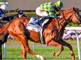 Gufo owns five victories in seven career races, including this Belmont Derby win. He headlines a strong field in Saturday's Hollywood Derby at Del Mar. (Image: Sue Kawczynski/Eclipse Sportswire)