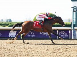 Highly Motivated set the 6 1/2-furlong Keeneland track record with this victory in the Nyquist Stakes. He opens his 3-year-old season Saturday in the Gotham Stakes at Aqueduct. (Image: Coady Photography)