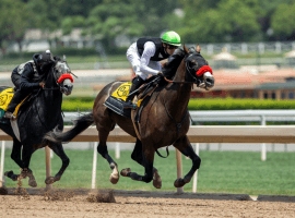 Hot Rod Charlie hit the board in his last five races: two wins, a second and two thirds. Four of those came in graded stakes races, making him a legitimate Belmont Stakes threat. (Image: Benoit Photo)