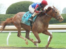 King Fury's 18/1 splashdown victory in the Grade 3 Lexington Stakes left him eight spots and 20 points short of a Kentucky Derby spot. But his connections remain hopeful enough movement above him will open a spot for the Curlin colt. (Image: Coady Photography)