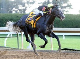 Knicks Go broke the track record in the Breeders' Cup Dirt mile earlier this month. He could run the Cigar Mile at Aqueduct Dec. 5. (Image: Coady Photography/Keeneland)