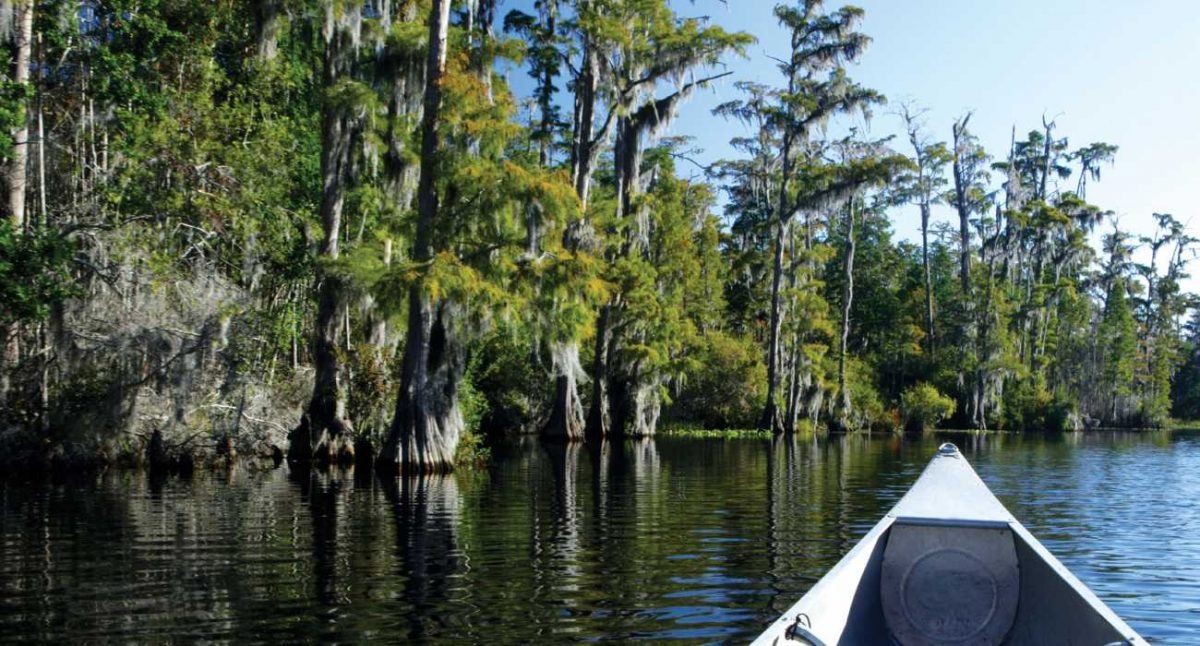 Louisiana bayou