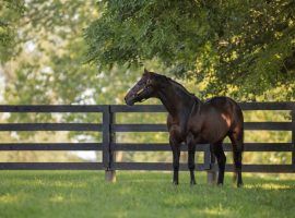 Malibu Moon was the grandson of one Kentucky Derby winner and the sire of another. He died of an apparent heart attack Tuesday afternoon. (Image: Spendthrift Farm)