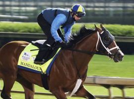 Mandaloun finished second to Medina Spirit in last year's controversial Kentucky Derby. He takes on rival Midnight Bourbon for the sixth time in the Grade 3 Louisiana Stakes at Fair Grounds Saturday. (Image: Coady Photography)