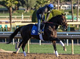 Maxfield makes his first trip west of the Mississippi for Saturday's Grade 1 Santa Anita Handicap. He's the 8/5 morning-line favorite in the 1 1/4-mile "Big 'Cap." (Image: Ernie Belmonte)