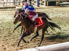 Midnight Bourbon leads the top four finishers of last month's Lecomte Stakes into this weekend's Risen Star Stakes at Fair Grounds. That race gives 50 points to the winner, virtually guaranteeing a Kentucky Derby spot. (Image: Hodges Photography)