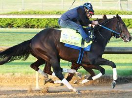 Midnight Bourbon finished sixth in the Kentucky Derby. It's the first time he missed the board in eight career races. (Image: Churchill Downs/Coady Photography)