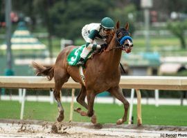 Mucho Gusto enjoyed a busy 3-year-old season. But Saturday's San Antonio Stakes at Santa Anita marks only his third race of 2020. (Image: Benoit Photo)