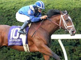 Mutasaabeq already owns a Grade 2 victory with his Bourbon Stakes win in October. He'll try duplicating the feat back on dirt in Saturday's Mucho Macho Man Stakes at Gulfstream Park. (Image: Coady Photography)