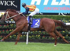 Nature Strip is the reigning Horse of the Year and Sprinter of the Year in Australia. He attempts defense of his TJ Smith Stakes title at The Championships at Royal Randwick in Sydney. (Image: Steve Hart)