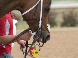 Running for a tag, like on this Oaklawn Park claimer, is the tricky foundation of horse racing. And trainers at Del Mar are claiming horses at a rate threatening a 16-year-old record. (Image: Sarah Andrew Photo)