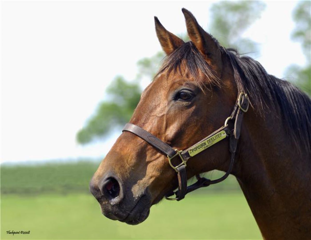 Popcorn Deelites-Seabiscuit star dies