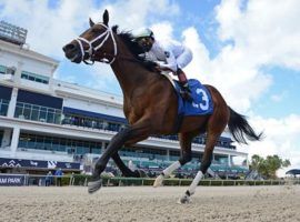 Prime Factor returns to action after dismantling a maiden field by nearly nine lengths in December. He hits the Kentucky Derby Trail in Saturday's Holy Bull at Gulfstream Park. (Image: Ryan Thompson/Coglianese Photos)