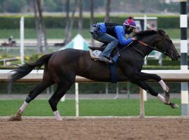 Santa Anita Derby champion Rock Your World took the path less traveled to the Kentucky Derby. His speed on that path brought him 5/1 second-favorite status in Saturday's Kentucky Derby. (Image: Zoe Metz Photography)