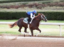 Secret Oath is bidding to be the first filly in 38 years to win the Grade 1 Arkansas Derby. The D. Wayne Lukas charge is the 5/2 morning line favorite. (Image: Coady Photgraphy)