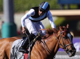 Jockey Manny Franco rode Sharing to her signature victory: the 2019 Breeders' Cup Juvenile Fillies Turf at Santa Anita. The 4-year-old filly retired after suffering a paddock injury. (Image: Getty)