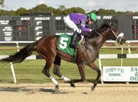 Last time out, Shivaree set the Tampa Bay Downs stakes record en route to winning the Marion County Florida Sire Stakes. The runner-up in last year's Florida Derby returns to action Saturday in the Fred Hooper Stakes at Gulfstream Park. (Image: SV Photography)