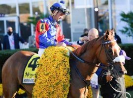 In a year of amazing moments, Swiss Skydiver's Preakness victory was near the top of the list. The standout 4-year-old returned to the track after a two-month break. (Image: AP Photo)