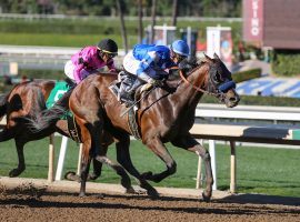 With this victory at last month's Robert B. Lewis, Thousand Words is 3-for-3. Can the 2/1 second choice extend trainer Bob Baffert's success at the San Felipe Saturday? (Image: OG News)