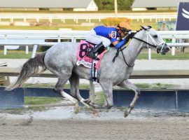 White Abarrio went from closing at 171/1 in the second Kentucky Derby Future Wager to opening at 8/1 in the third pool. That came as a result of this 4 1/2-length victory in last weekend's Holy Bull Stakes at Gulfstream Park. (Image: Coglianese Photo)