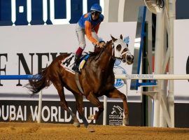 Zenden's fatal injury moments after winning in Dubai last weekend came shortly after The Jockey Club announced Thoroughbred fatalities were at the lowest point since record-keeping began.  (Image: DRC)