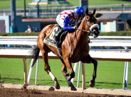 Bellafina a sparkling winner of the Chandelier Stakes Sept. 29 at Santa Anita. (Image: Breeders' Cup)