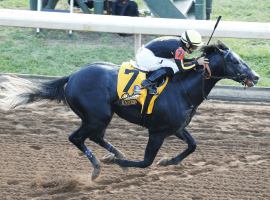 Knicks Go, 5/2 on the morning line, is looking to rebound at Tampa Bay Downs. (Image: Keeneland/Coady Photography)