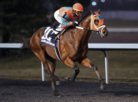 Hot favorite Somelikeithotbrown under Tyler Gaffalione flashing home an easy winner in Kentucky Derby prep at Turfway Park. Image: (Coady Photography/Turfway Park)