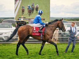 Baeed and jockey Jim Crowley take in a replay of their 1 3/4-length Sussex Stakes victory. The No. 1-ranked horse in the world, Baaeed is undefeated in nine starts. (Image: Goodwood)