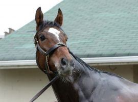 Brooklyn Strong, who finished 15th in this year's Kentucky Derby, returns after a six-month layoff for a New York-bred stakes race at Aqueduct. (Image: Coady Photography)