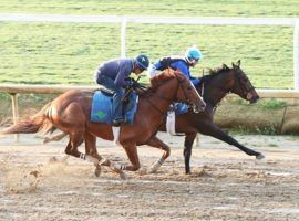 This April 16 workout from Classic Causeway (front) helped convince the colt's connections to put him back into the Kentucky Derby. His trainer scratched him after Classic Causeway finished last in the April 2 Florida Derby. (Image: Coady Photography)