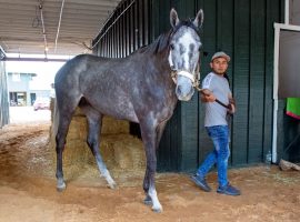 Creative Minister is becoming a horseplayer's favorite as a sneaky dark-horse for the 147th Preakness Stakes. He is 2-fo-3 going into his stakes debut. (Image: Maryland Jockey Club)