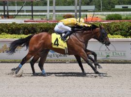 Sprinter Diamond Oops makes his first start since finishing eighth in the Keeneland Turf Mile in October. He's one of the marquee names in the five NYRA Cross Country Pick 5 this weekend. (Image: Coglianese Photos/Lauren King)