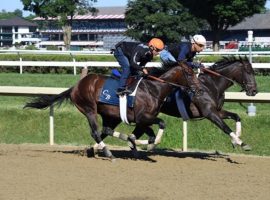 Early Voting worked out at Saratoga last week in preparation for Saturday's Grade 2 Jim Dandy Stakes, the fourth race on this week's Cross Country Pick 5. (Image: Coglianese Photos/Janet Garaguso)