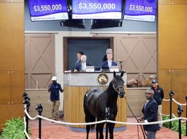 This 2-year-old colt set numerous records when he brought $3.55 million in auction Tuesday in Maryland. (Image: Fasig-Tipton Photo)