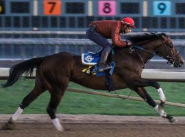 Superstar sprinter Flightline will race next Feb. 5 in the Grade 2 San Carlos Stakes at Santa Anita. (Image: Ernie Belmonte)